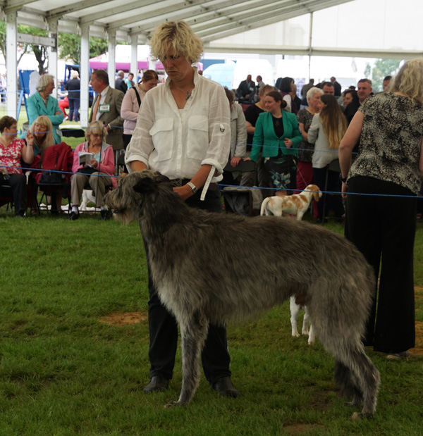 Beardswood Ripley for Calbraidh